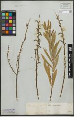 Foto von Salix purpurea L.